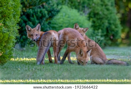 The three red fox kits playing together on the grass during a summer evening in Canada