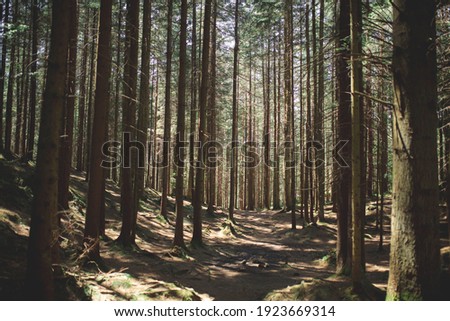 Beautiful landscape of pine forest in summer day. Nature Wallpaper. The tall trees of the pine trees growing in the old forest