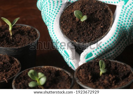 Gardening concept. Young seedling of artichokes growing in pot on windowsill . Hand holding artichoke seedling planted in pot . Royalty-Free Stock Photo #1923672929