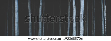 Panorama of tree trunks in dark gloomy forest	