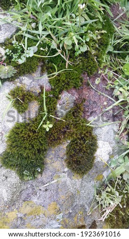 colorful mossy stone with flower blossom