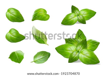 Green basil leaves. Vector illustration. Royalty-Free Stock Photo #1923704870