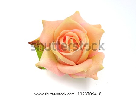 Artificial Rose Flowers, orange color on white background.