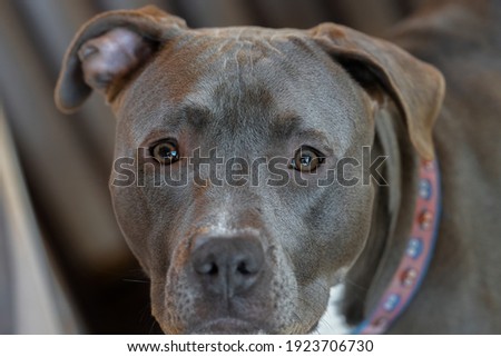 female pitbull puppy is looking at you while you take her picture