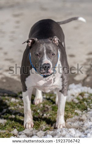 male pitbull terrier has spotted you taking his picture