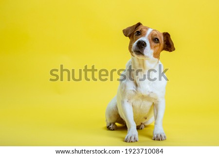 Dog pet jack russell terrier on yellow background Royalty-Free Stock Photo #1923710084
