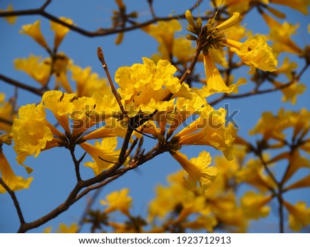 Beautiful yellow flower in the garden Silver trumpet tree, Tree of gold, Paraguayan silver trumpet tree, Tabebuia aurea with blue sky background.