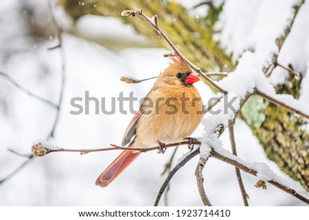 Puffed up one female red northern cardinal, Cardinalis, bird sitting perched on tree branch during heavy winter in Virginia, snow flakes falling