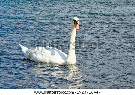 Swans in Langelinie Marina - Copenhagen - Denmark. Mute Swan, Cygnus olor,-The largest members of the waterfowl family Anatidae