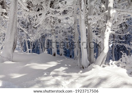 A snow covered landscape Czech Republic - Pustevny, Beskydy. High quality photo