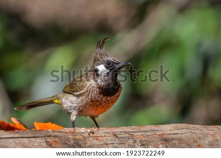 A bright and colorful bird Himalayan bulbul or White-cheeked Bulbul (Pycnonotus leucogenys) perched on a bamboo at Sattal, Uttarakhand, India Royalty-Free Stock Photo #1923722249