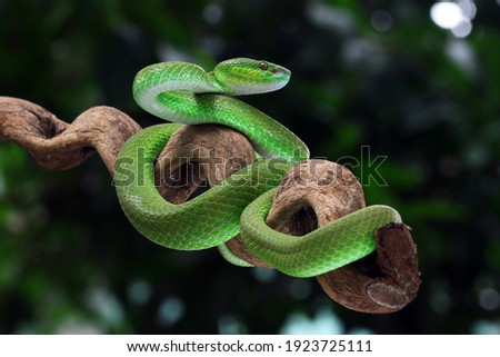 green viper snake, venomous and poisonous snake Royalty-Free Stock Photo #1923725111