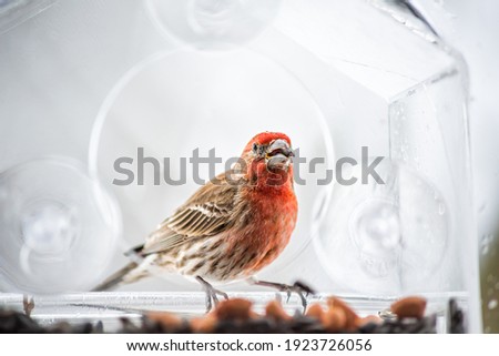 One male red house finch bird sitting perched closeup on plastic glass window feeder during heavy winter snow colorful in Virginia