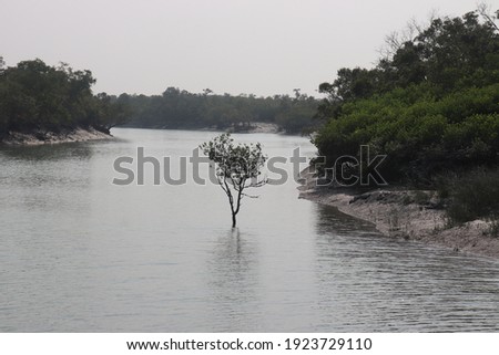 Tree is standing in river water