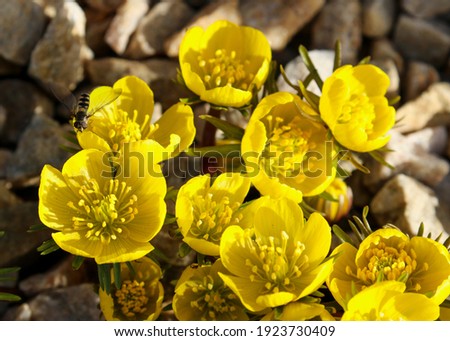 Eranthis cilicica yellow flower with honey bee insect on petal. Also "winter aconite" of family Ranunculaceae or buttercup. Blooming in Spring. Ireland Royalty-Free Stock Photo #1923730409
