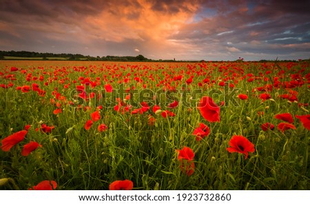 `beautiful poppy field at sunset