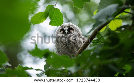  A young long eared owl sitting on a branch