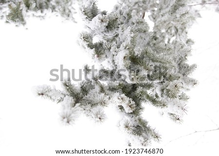 under the pine branch, with the snowy pine branches, different type of pine, Pinus sylvestris – Scots Pine