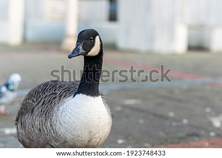 Single canada goose walking on a pavement with other birds in background, black gray and white big bird in the town or city looking for food, species from North America spread successfully in the UK.