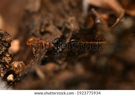Ant Temnothorax is a genus of ants in the subfamily Myrmicinae