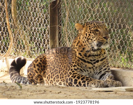 a leopard in the zoo                      