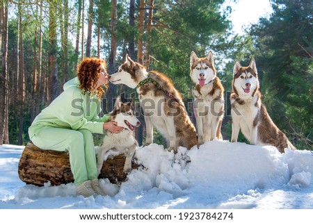 In winter, on a sunny day, a red-haired girl with curls sits on a log in the forest and four husky dogs next to her. She kisses one.