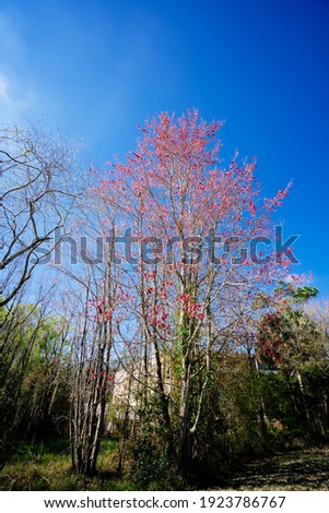 Colorful spring tree leaf in Florida	
