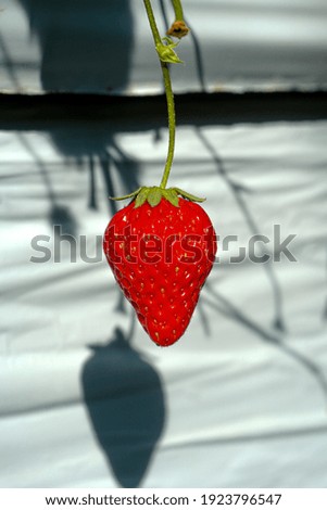 Sweet strawberries in the garden.