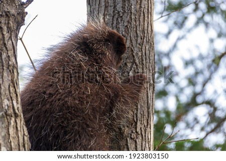 Porcupine (erethizon dorsatum) climbing a tree. Despite its quills, it looks adorably soft.