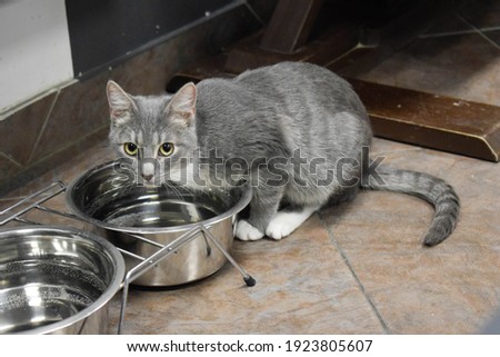 A gray cat sits near an iron bowl of water