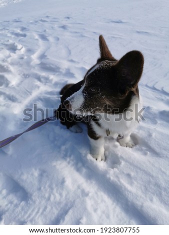 Welsh corgi cardigan, 4 month old girl puppy.  Unformat - brown color with white legs and white breast.  Sits in the snow, muzzle in the snow, on a sunny winter day
