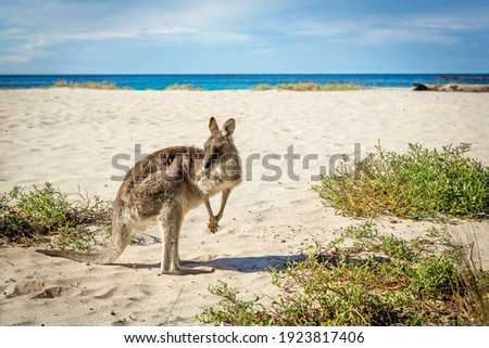 Kangaroo on beautiful sandy beach in Australia