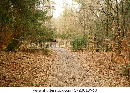 Forest path in february in munich