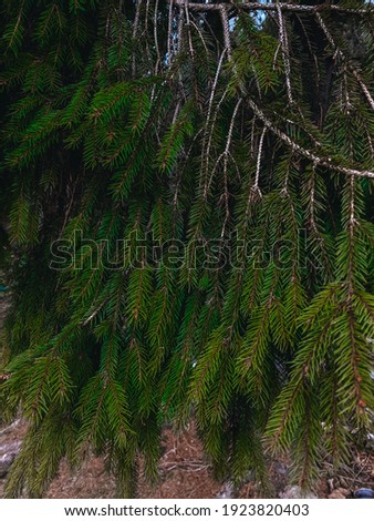 background and texture of green trees in the forest