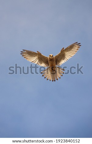a kestrel (Falco tinnunculus) hovers directly overhead in a clear blue sky whilst scanning the ground below for prey