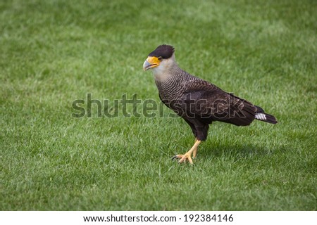 Picture of a mexican caracara
