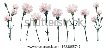 Realistic 3d vector pink carnation big set. Isolated on white bouquet parts. Blossom brunch full length. Wedding decoration, invitation, card. greetings, anniversary, ivory rose Royalty-Free Stock Photo #1923855749