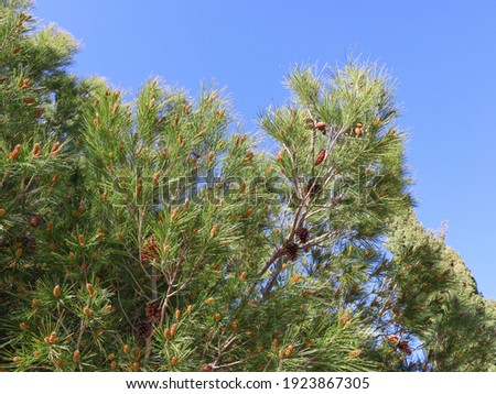 Branches of a young pine tree with long needles, stretching towards the sky.