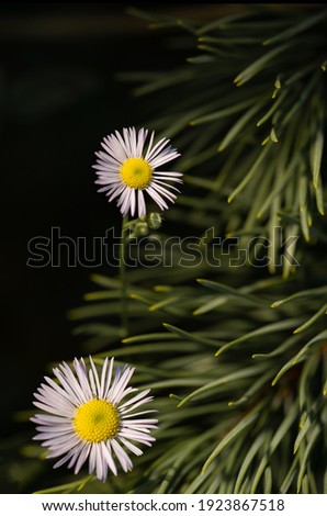 Wild daisies on the background of pine needles