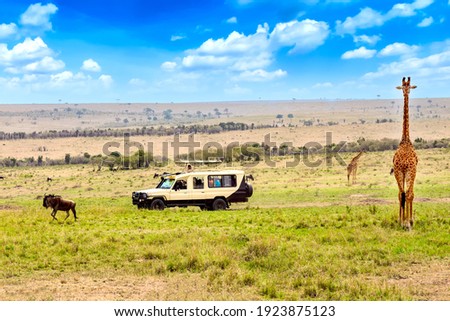 Wild giraffe and wildebeest near safari car in Masai Mara National Park, Kenya. Safari concept. African travel landscape. Royalty-Free Stock Photo #1923875123