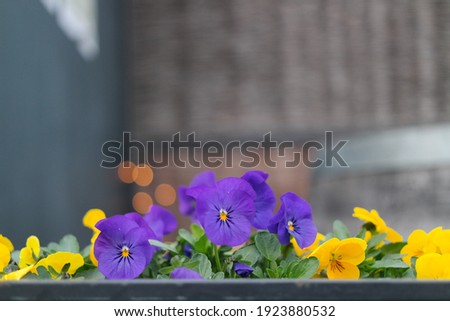 Purple and yellow pansies in a grey rectangular vase. Blurred background. Purple and yellow flowers. Purple violets.