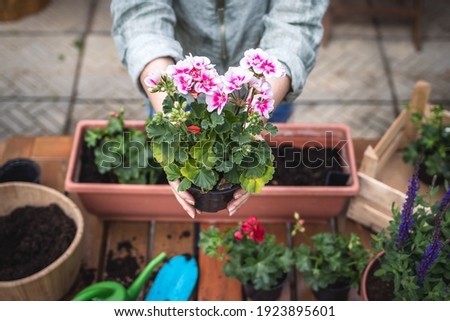 Planting geranium seedling on table. Woman holding pink pelargonium flower in hands. Gardening at springtime Royalty-Free Stock Photo #1923895601