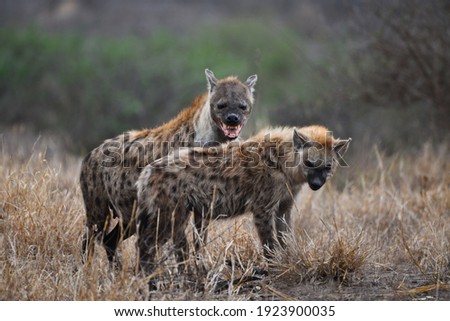 A mother spotted hyena (Crocuta crocuta) and its young, Kruger National Park, South Africa