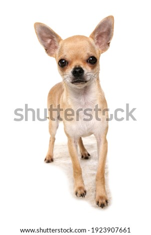 Chihuahua dog isolated on a white background