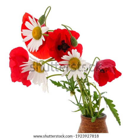 Red poppies and white daisies isolated on a white background.