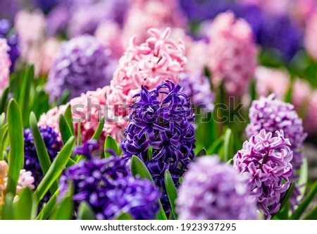 Large flower bed with multi-colored hyacinths, traditional easter flowers, flower background, easter spring background. Close up macro photo, selective focus. Ideal for greeting festive postcard. Royalty-Free Stock Photo #1923937295