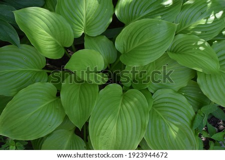 The green leaves of Hosta in summer. Green life concept. Decorative garden plant Hosta. Large green leaves hosta background.