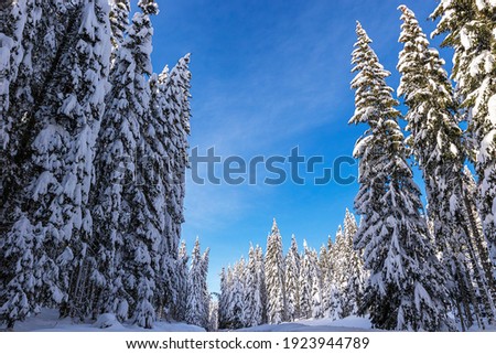 Tall spruce trees completely covered with snow along the road to Pokljuka with blue sky, Slovenia.