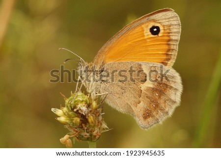 Closeup of the small heath , Coenonympha pamphilus against a green background Royalty-Free Stock Photo #1923945635