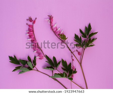 garden flower, white frame, pink background, pink garden flower on pink background